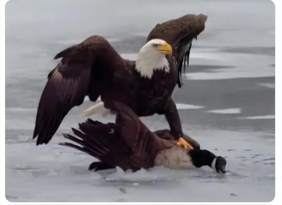 特朗普化身“武侠”，狠揍加拿大冰球运动员！
美国冰球队击败加拿大，夺得冬奥金牌后