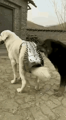 只有人能剥夺狗子们的幸福。