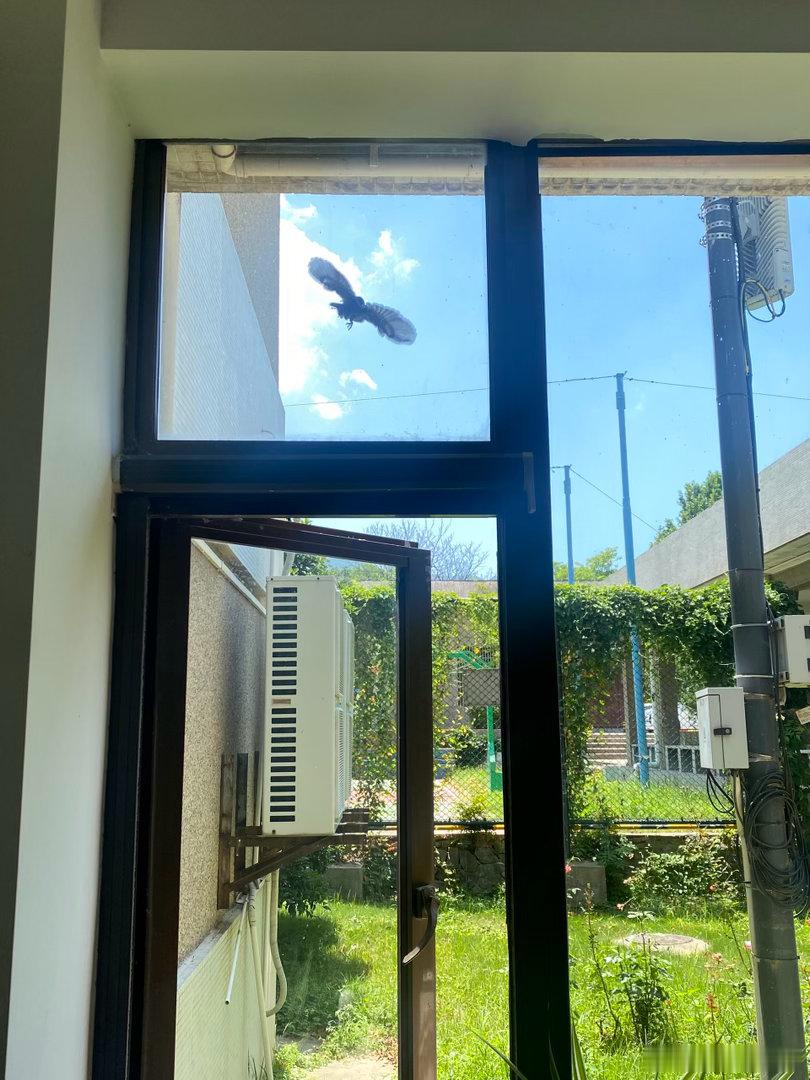 干了件坏事。小麻雀被困在窗内，不停的撞玻璃，去开窗把小麻雀放飞，谁料，它刚出去就
