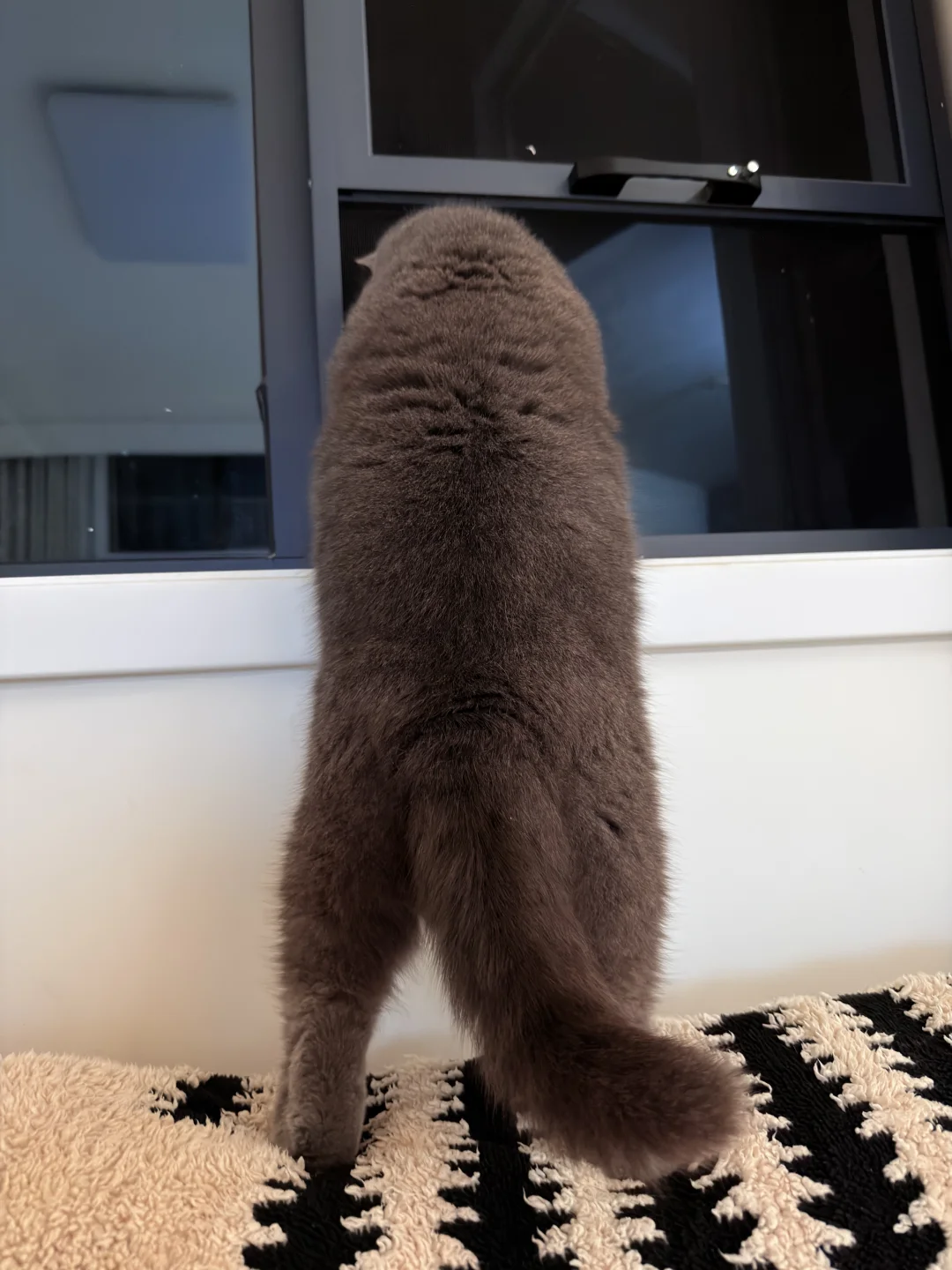 有人喜欢看咪的翘臀吗