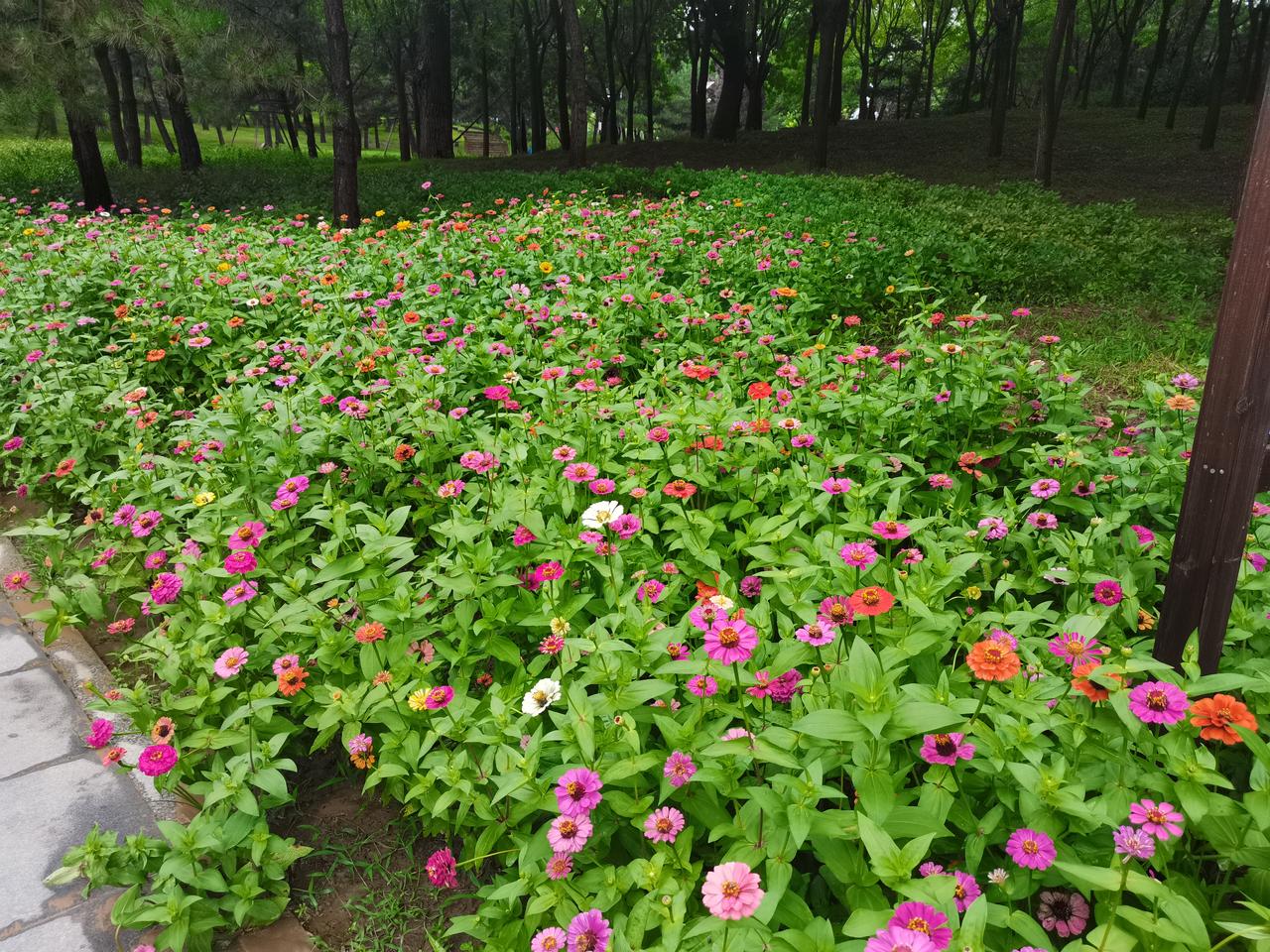 夏日生活打卡季夏天的公园，非常的绿，而且蝉声蛙鸣鸟叫交织的很热闹。哪怕会出一身汗