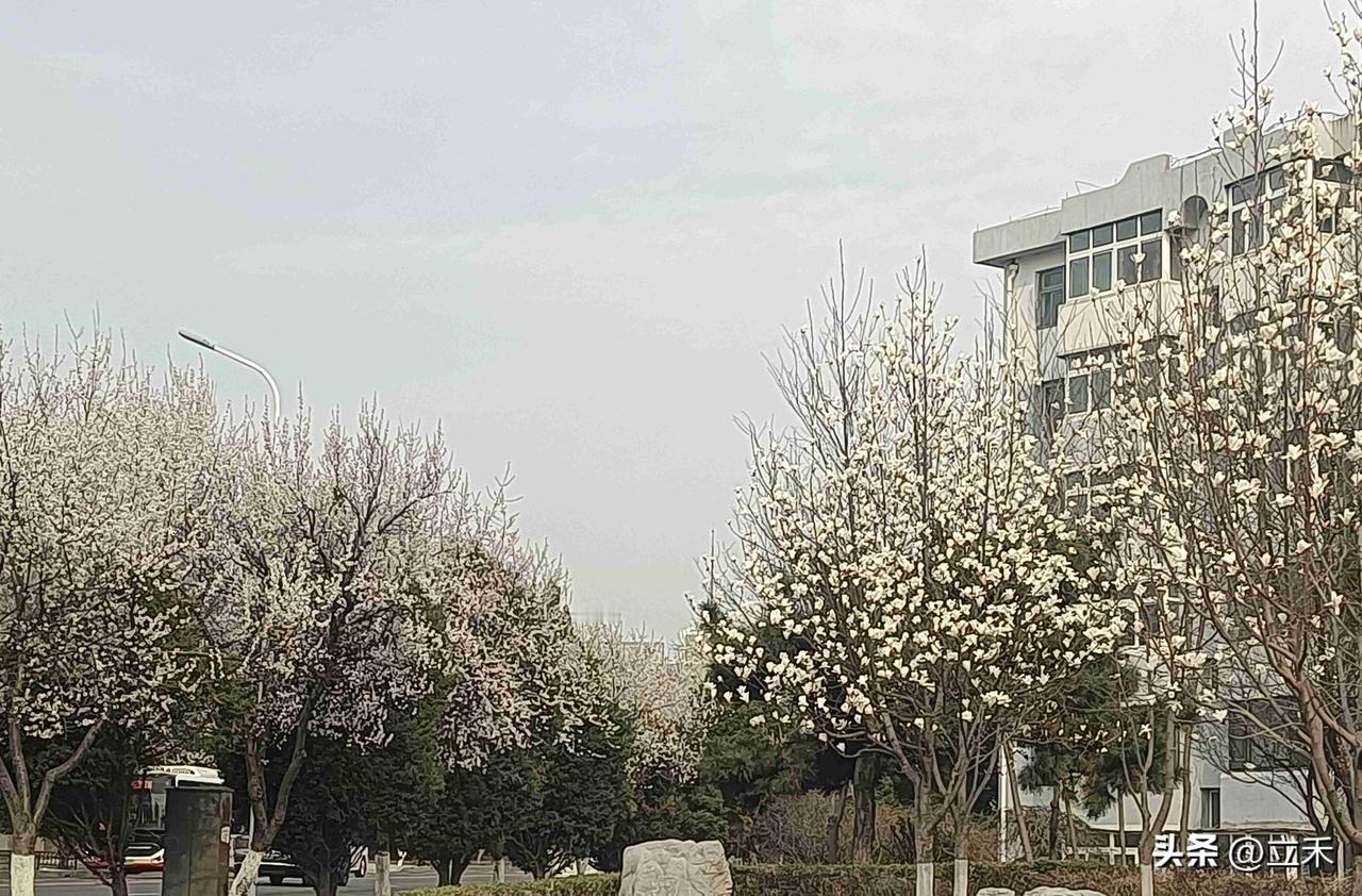 今天是4月12日，星期四，天气非常暖和，最高气温零上18度，马路边的桃花和玉兰花