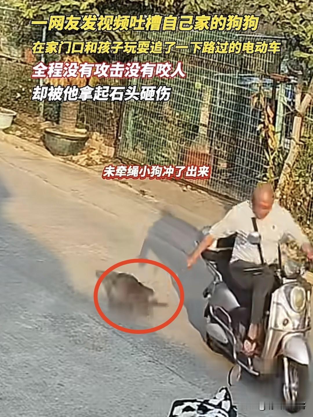 近日一网友发视频吐槽，自己的狗没有咬人，只是跟着一个骑车人追了几步，就被人拿石头