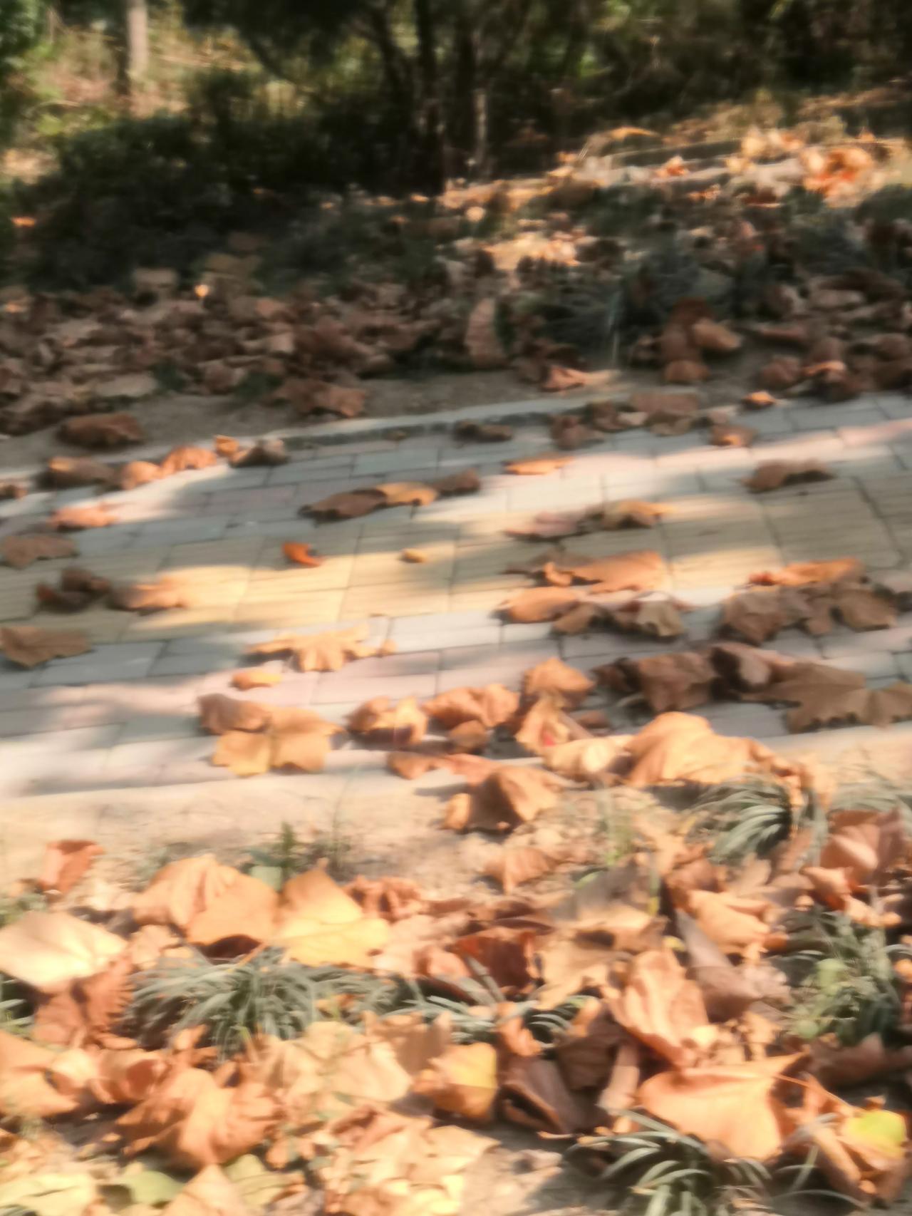 走在下班路上，阳光那么温暖，天空蔚蓝，没有风，一切那么宁静，那么心安。
望一眼地
