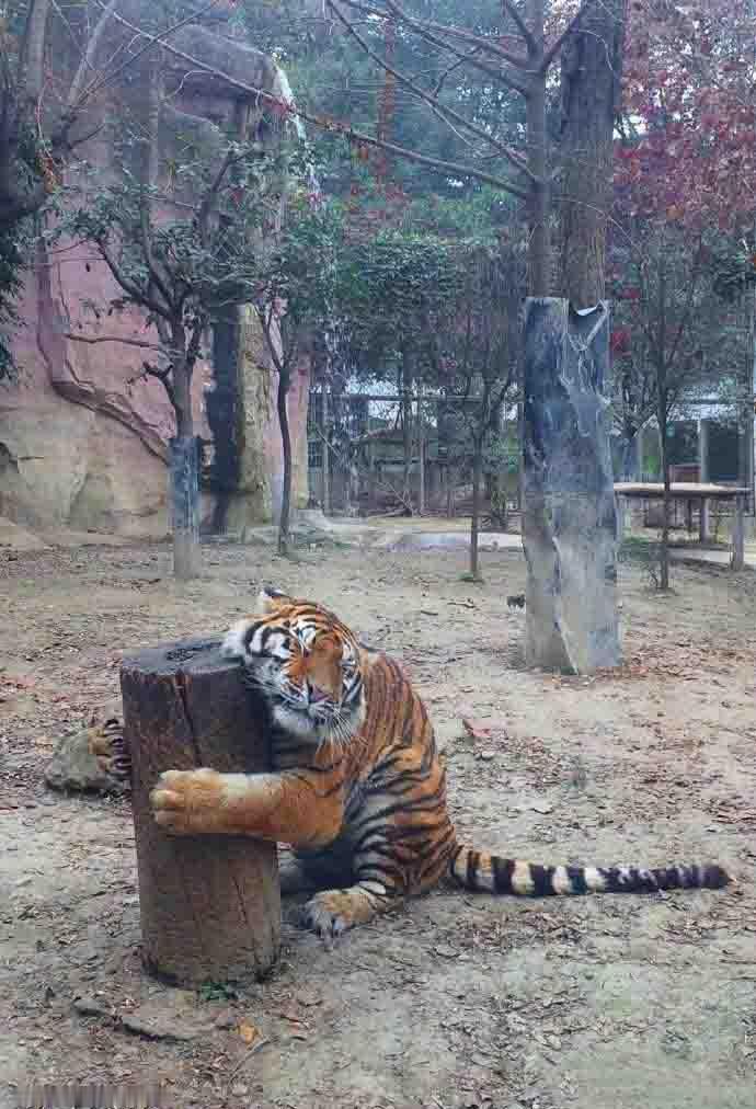 大猫：这个玩具深得我心，睡觉、玩耍、磨爪子！