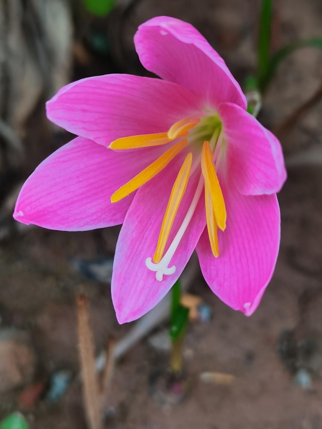 一花一世界，一叶一菩提。
花有花的世界，草有草的力量，诺大的原石花盆，一棵树委屈
