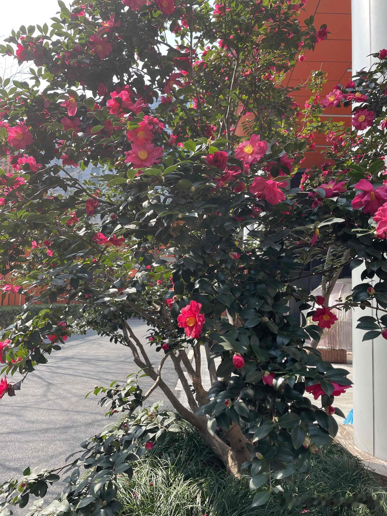 天南地北大拜年新年快乐，祝看到我祝福的朋友都健康平安[飞吻]