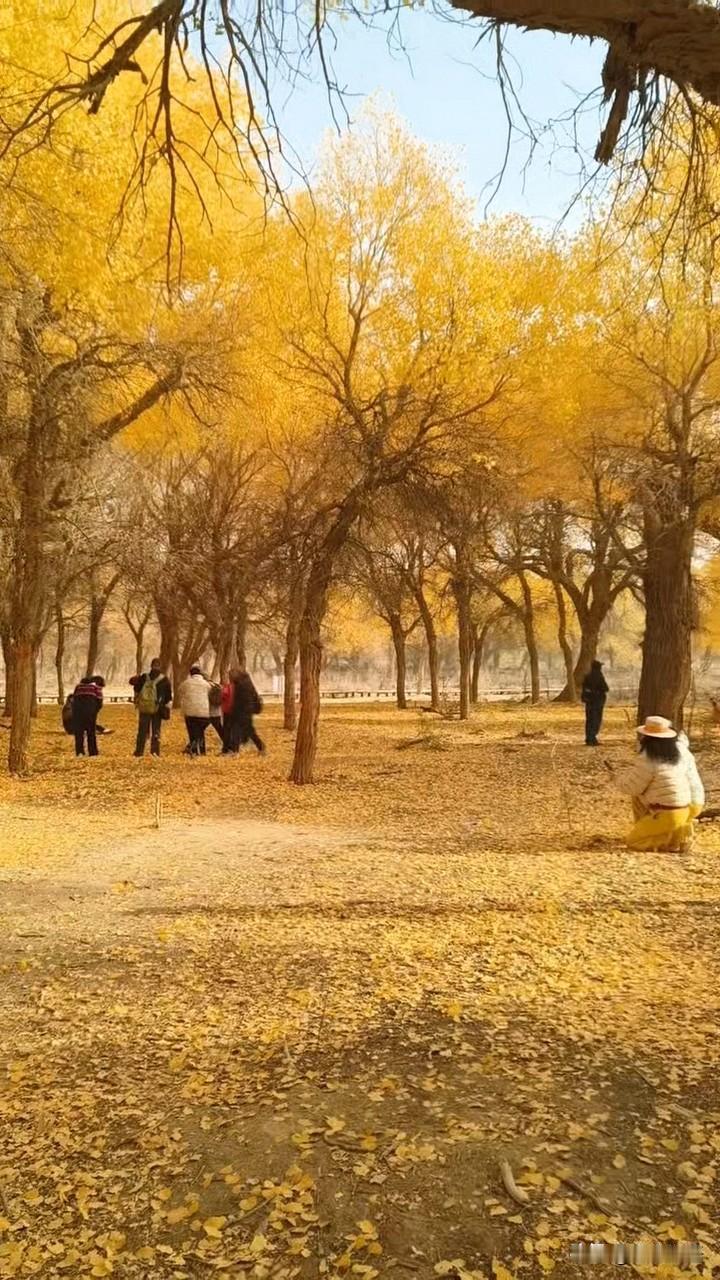 秋天是收获的季节。田野里，稻浪翻滚，金黄的稻穗低垂着头，仿佛在向大地致谢。果园中