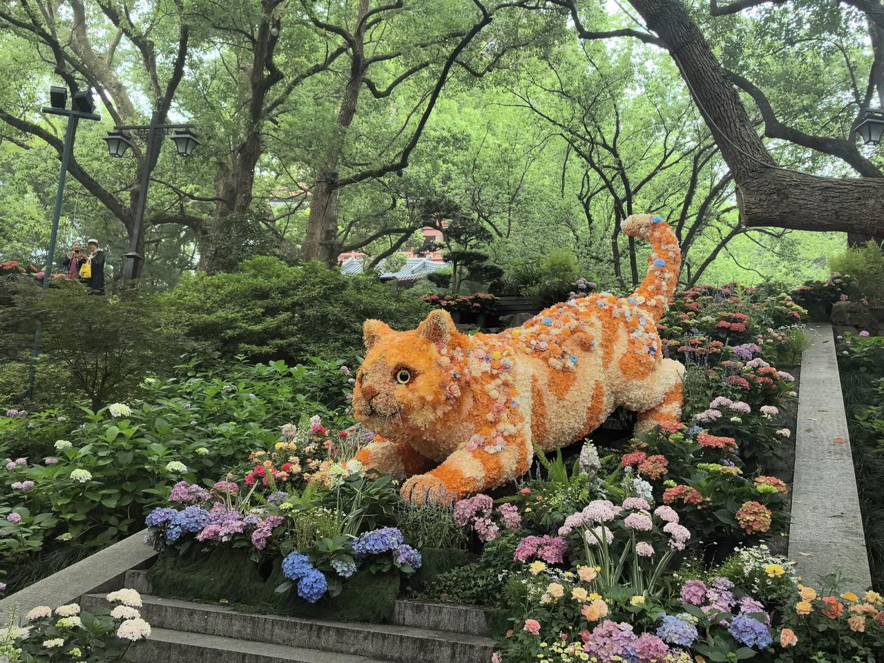 吴山八仙花展上的猫