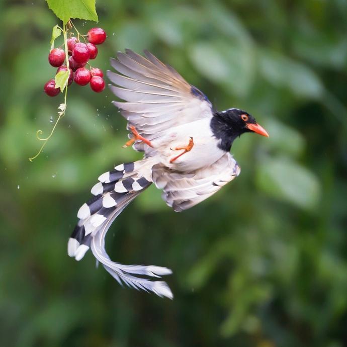今天早晨，无知少女终于突然爆发了一些自我意识，开始减肥。为了减掉胳膊上的拜拜肉，