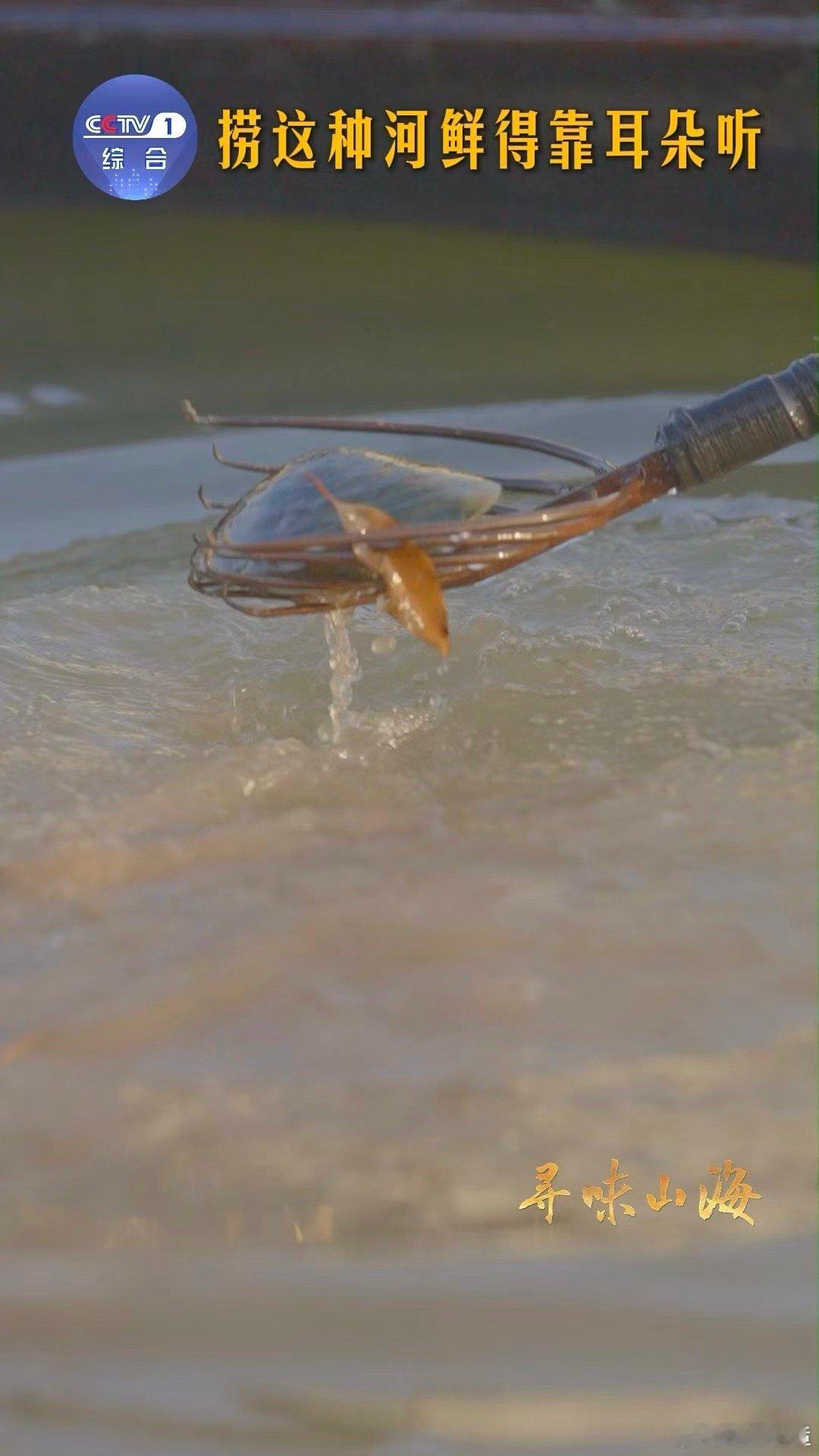 原来捞河蚌靠的是耳朵 万万没想到！浙江德清捞河蚌靠耳朵辨位置，两年生河蚌搭档老豆