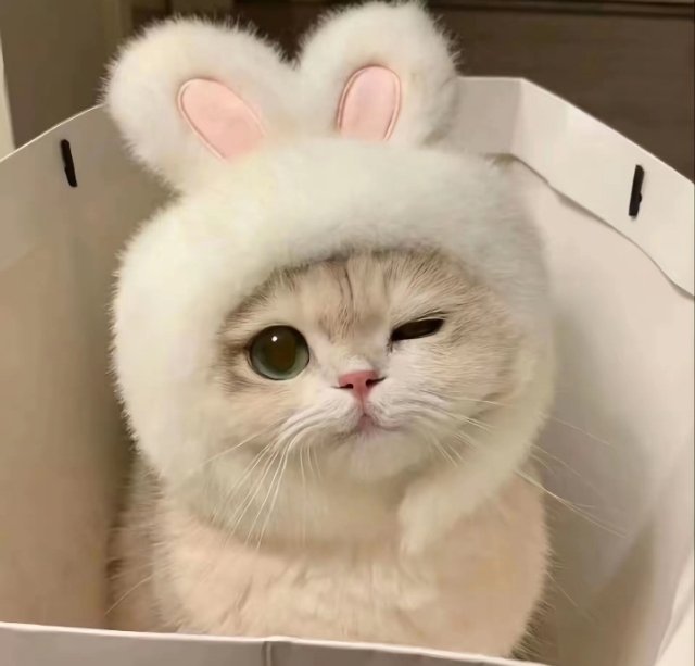 可爱头像  ‖  小猫  ‖  萌宠   ‖    头像分享‖WeChat 