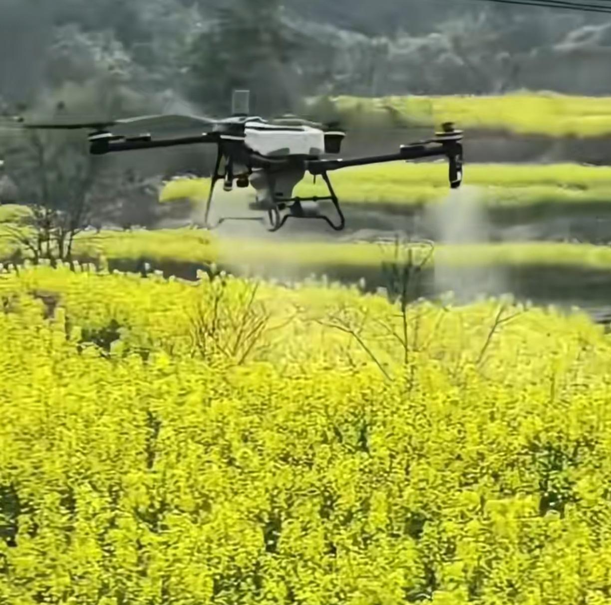见花就打农业，花盛开的时候再打？

免费给油菜花打农药，还是自费自愿自作决定的。