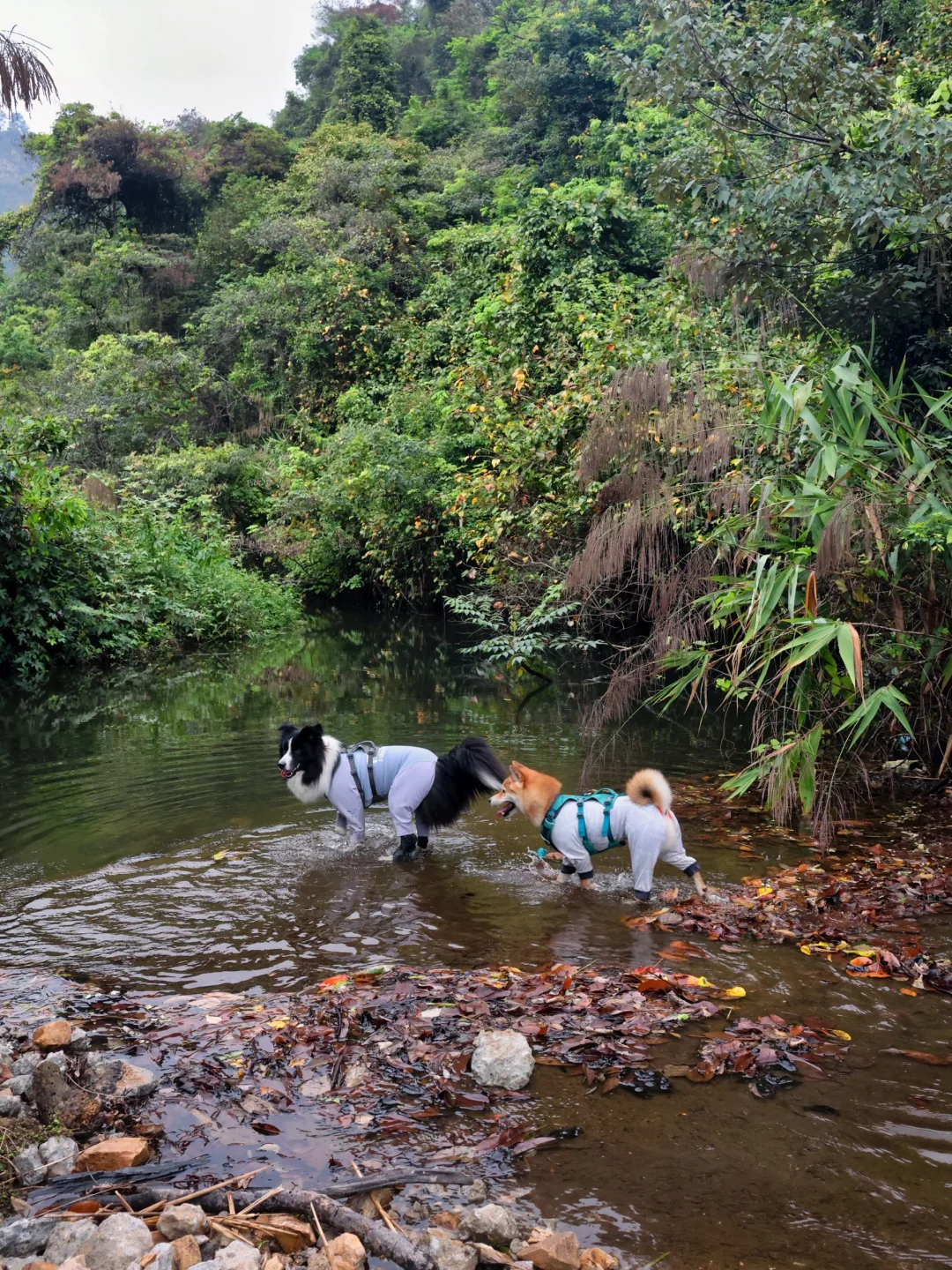 小狗的快乐水💦2026玩水季开始啦