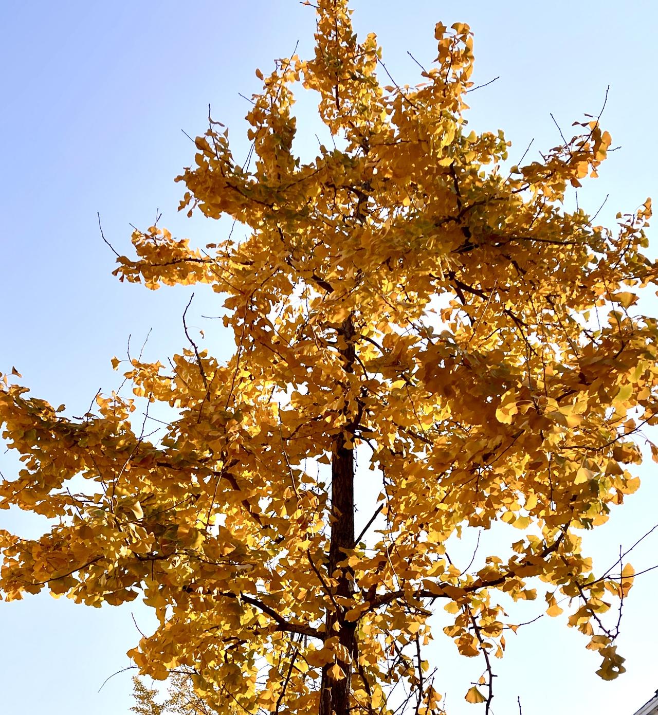 好美的银杏树

         这棵银杏树，树干笔直且纹理粗糙，似是岁月镌刻的