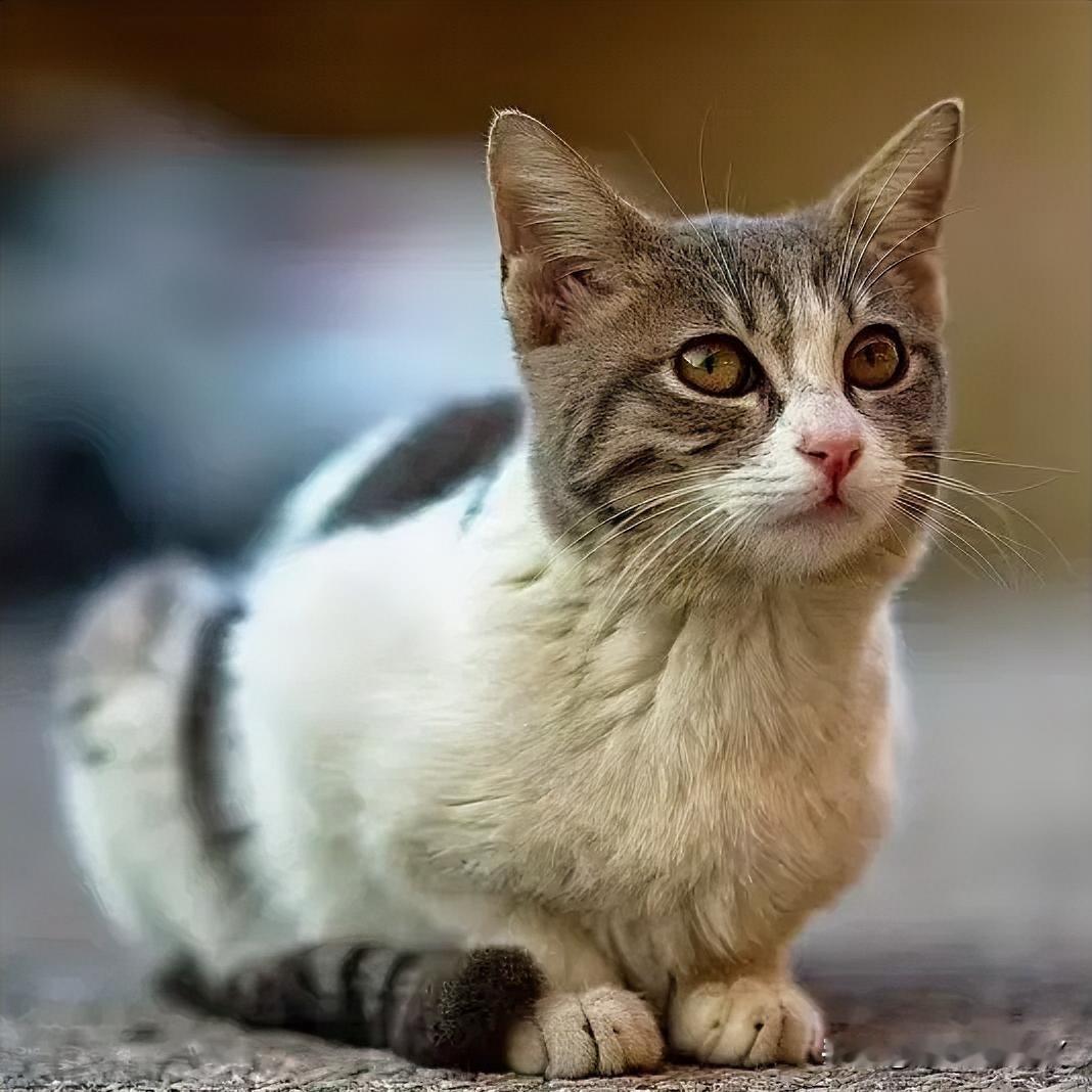 根源就俩字：弃养，再加上流浪动物本身繁殖快，没人管得住！

首先最坑的就是不负责