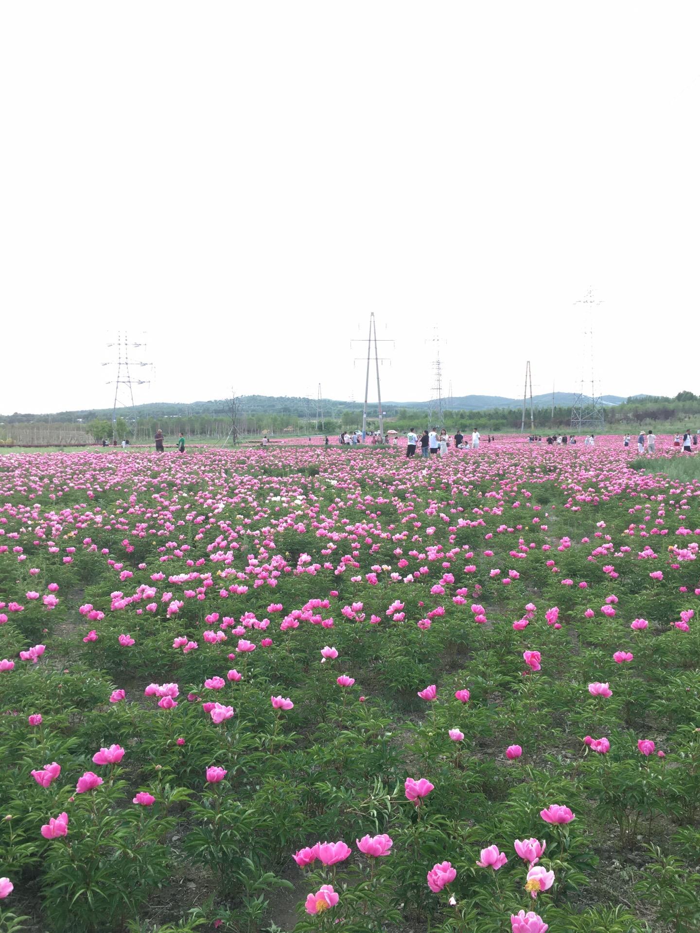 花。