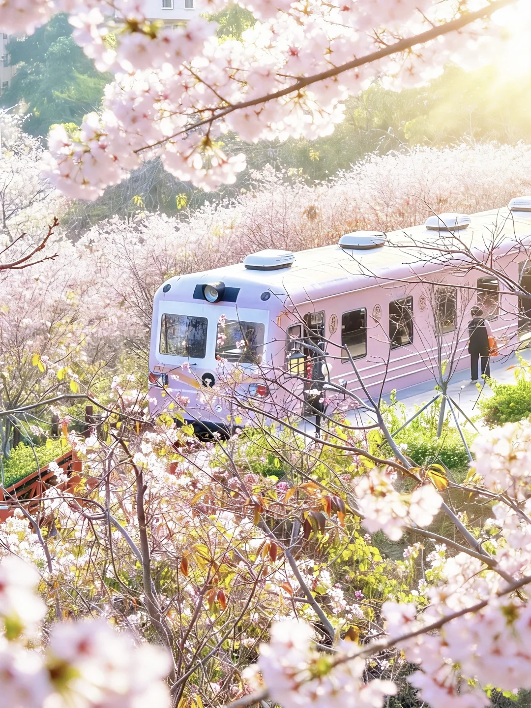 2026深圳🌸樱花列车｜花期+机位+避坑指南