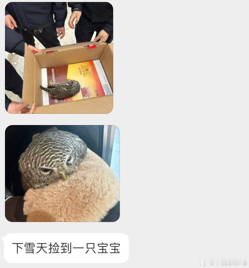 好大的脑袋瓜！是一只【斑头鸺鹠】（不认识的字你就念半边 ​​​