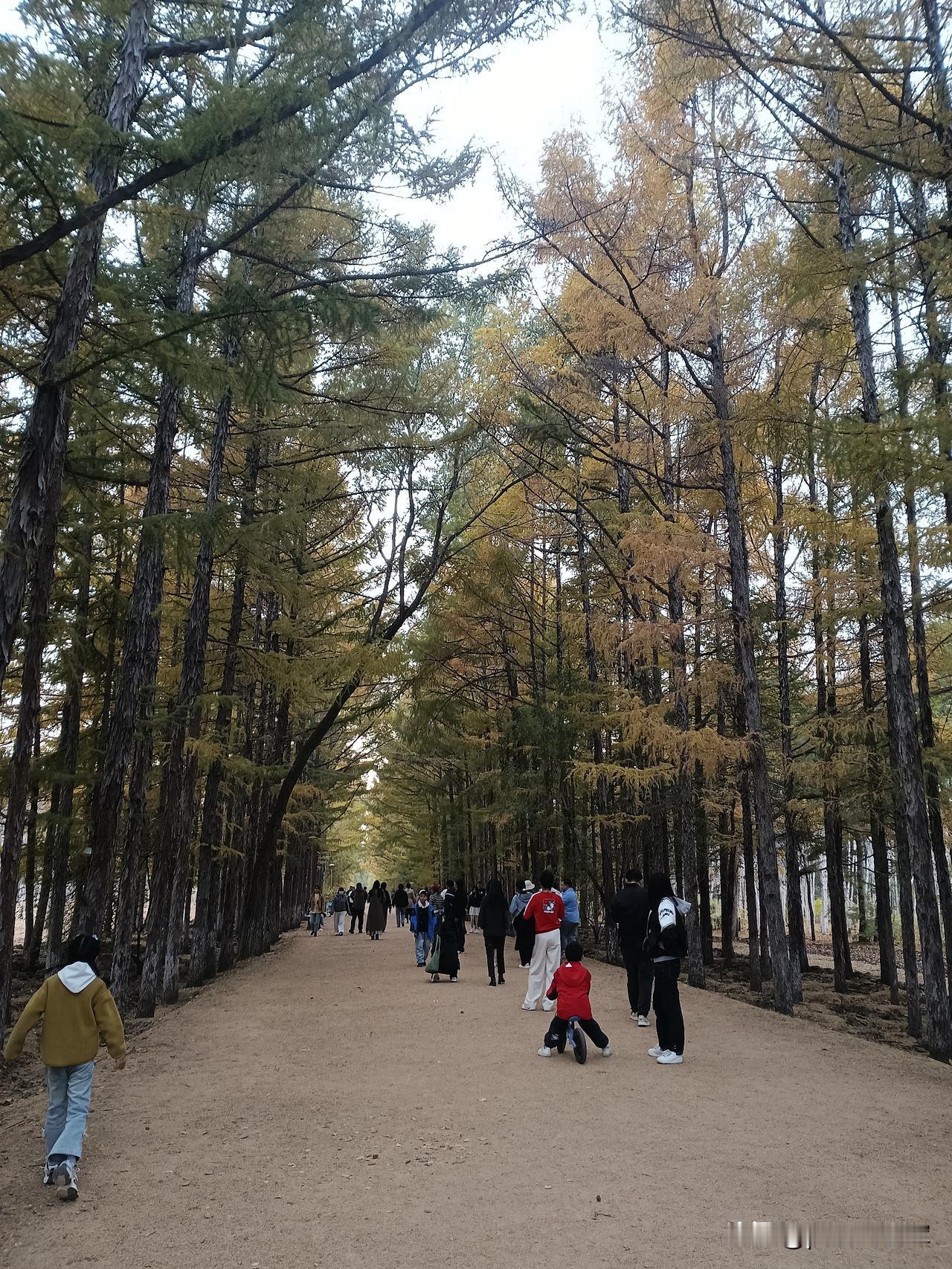 长春百木园
长春百木园和百花园连着，在蔚山路。
百花园我去过几次，百木园只去过一