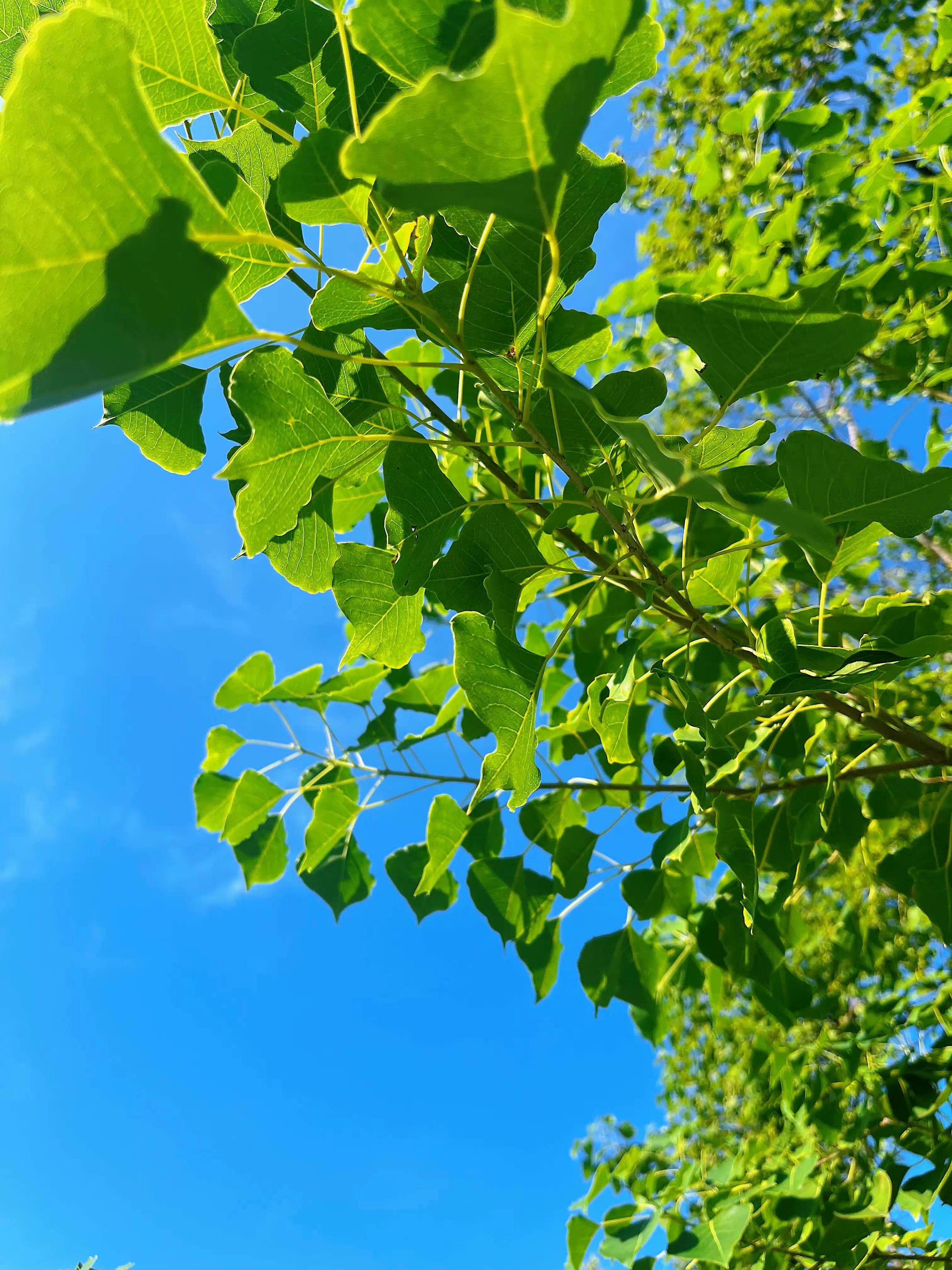 人民日报：“人是动物，不是植物，不要总是宅在家里，人必须出门，必须社交，必须去体