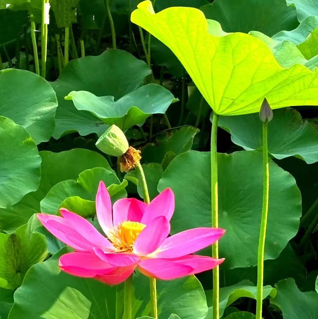 荷塘夏色……