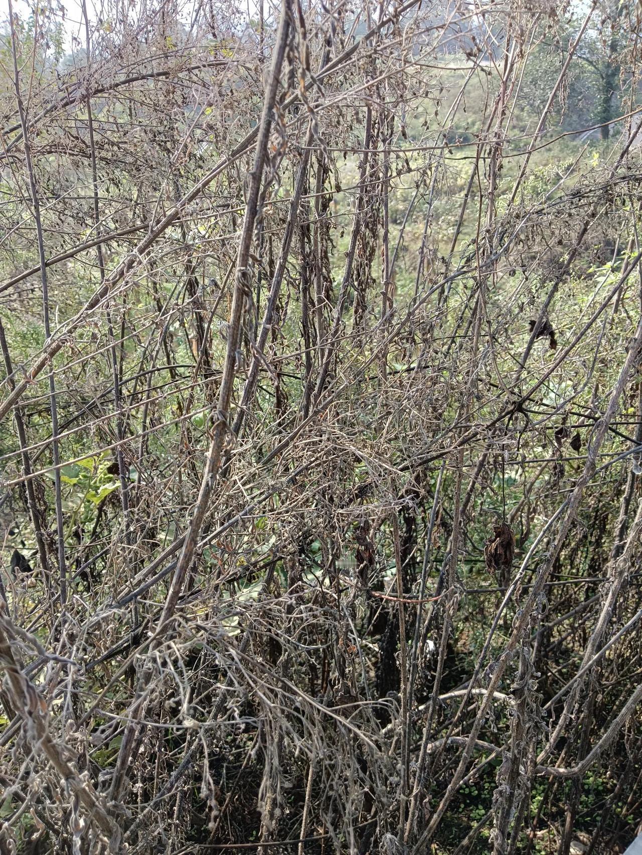 在时光的长河中，理想家生活宛如一颗璀璨的明珠，散发着独特的魅力。

#记录秋日生