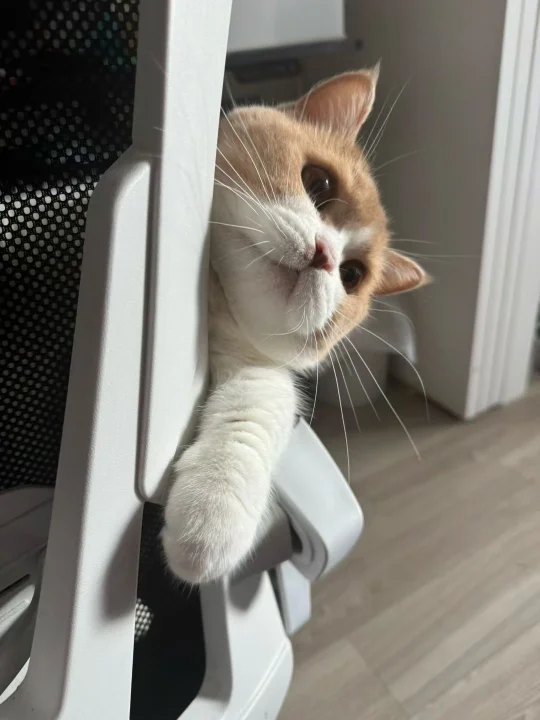 ta好像很喜欢这把椅子