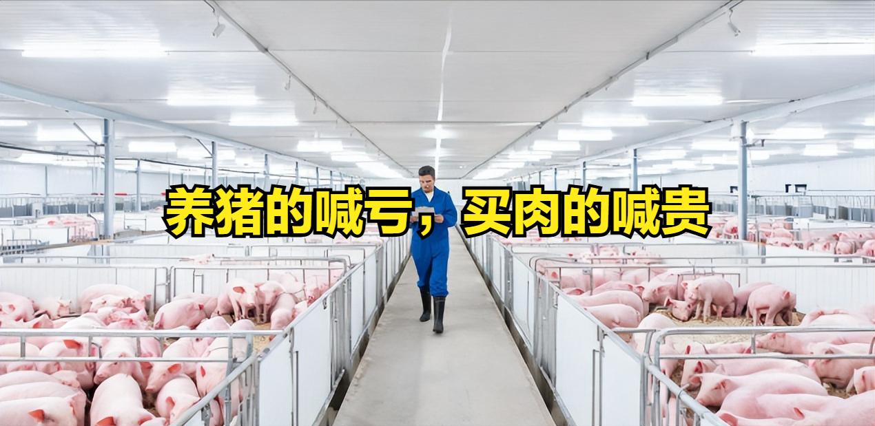 生猪价格环比跌4.9%：养猪的亏钱，吃肉的没便宜，钱去哪了。养猪的喊亏，买肉的喊