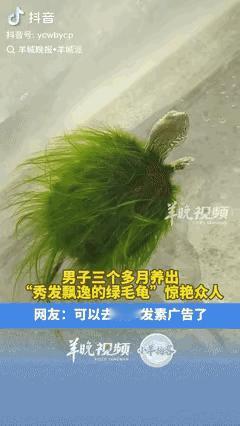这位老哥养龟真的有一套。

广州潮州一个男子喜欢养乌龟，为了让龟背长出绿毛，他每