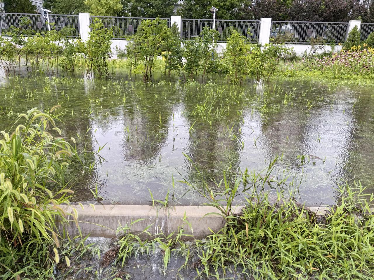 《叙说雨后实情》
平日花园成沼泽，
慢车道路形成河。
百顷农田水漫漫，
一夜大雨