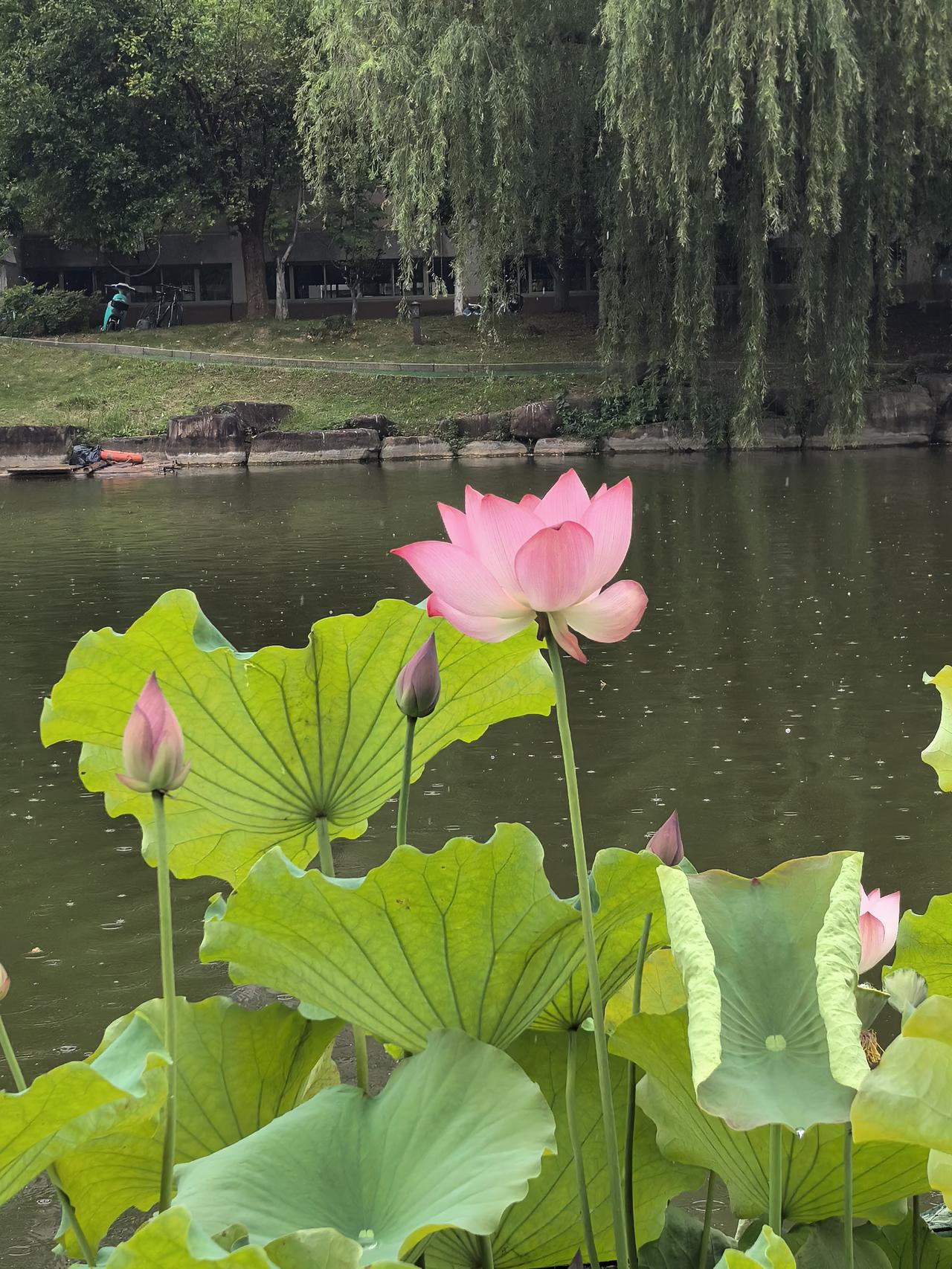 荷花组图（六）