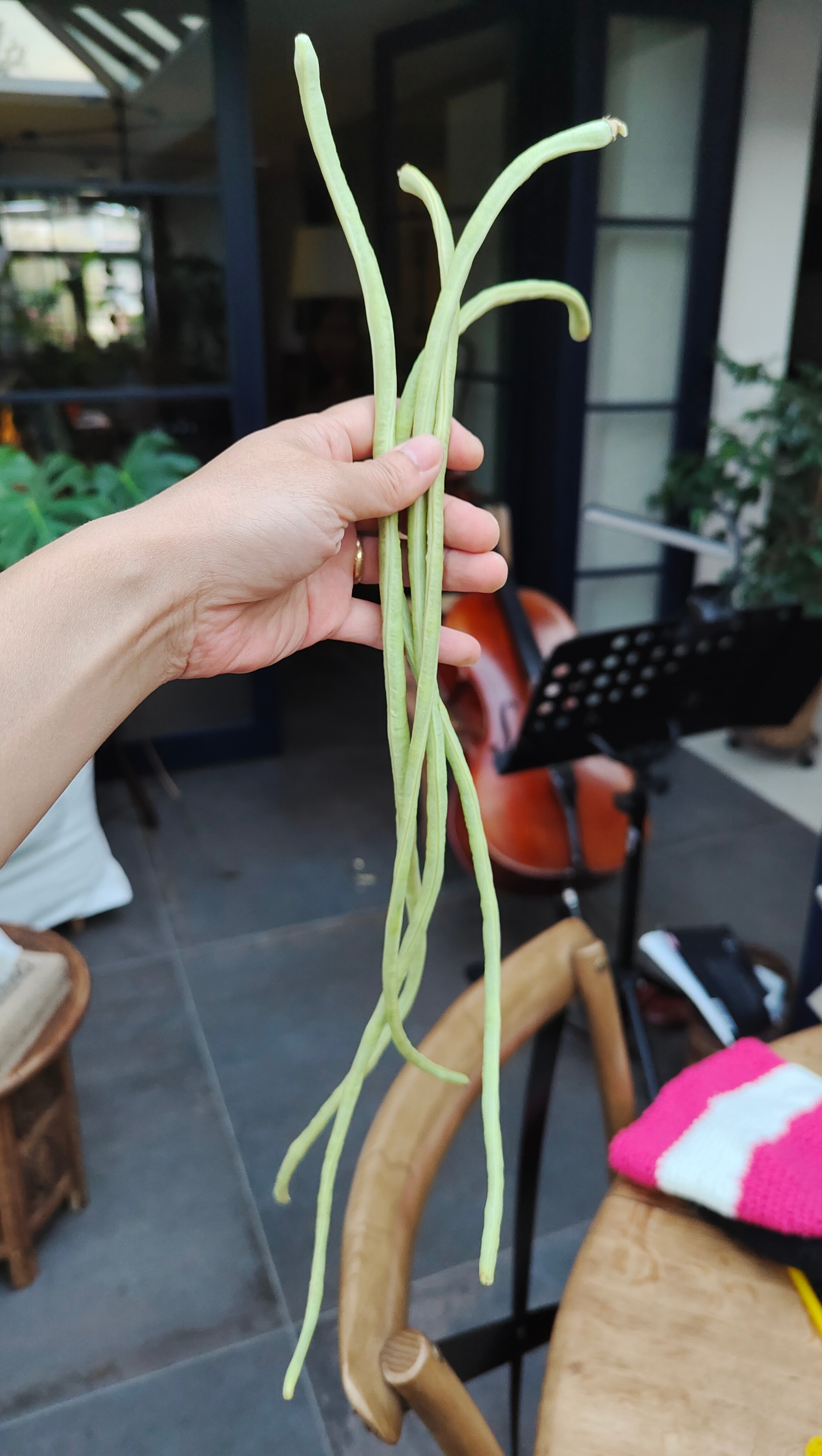 缸豆丰收！邻居90多岁的老奶奶来敲门，送给我她钩的帽子和垫子，说是感谢春天我给她