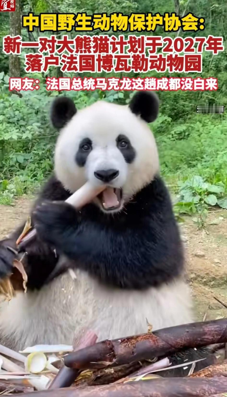 这两天刷手机看到的都是法国总统马克龙携夫人布丽吉特，到四川去看国宝熊猫的视频。