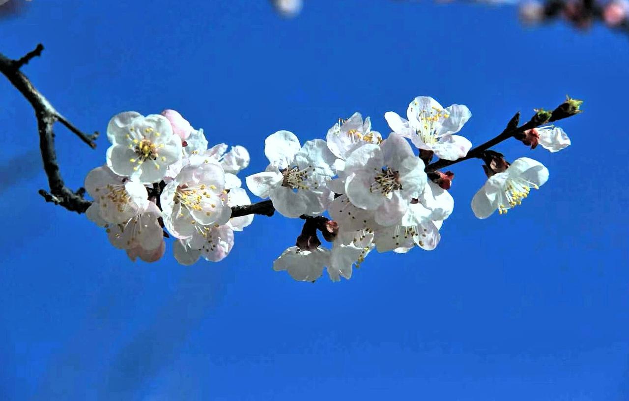 春日花开满枝头，芳菲尽染碧空。