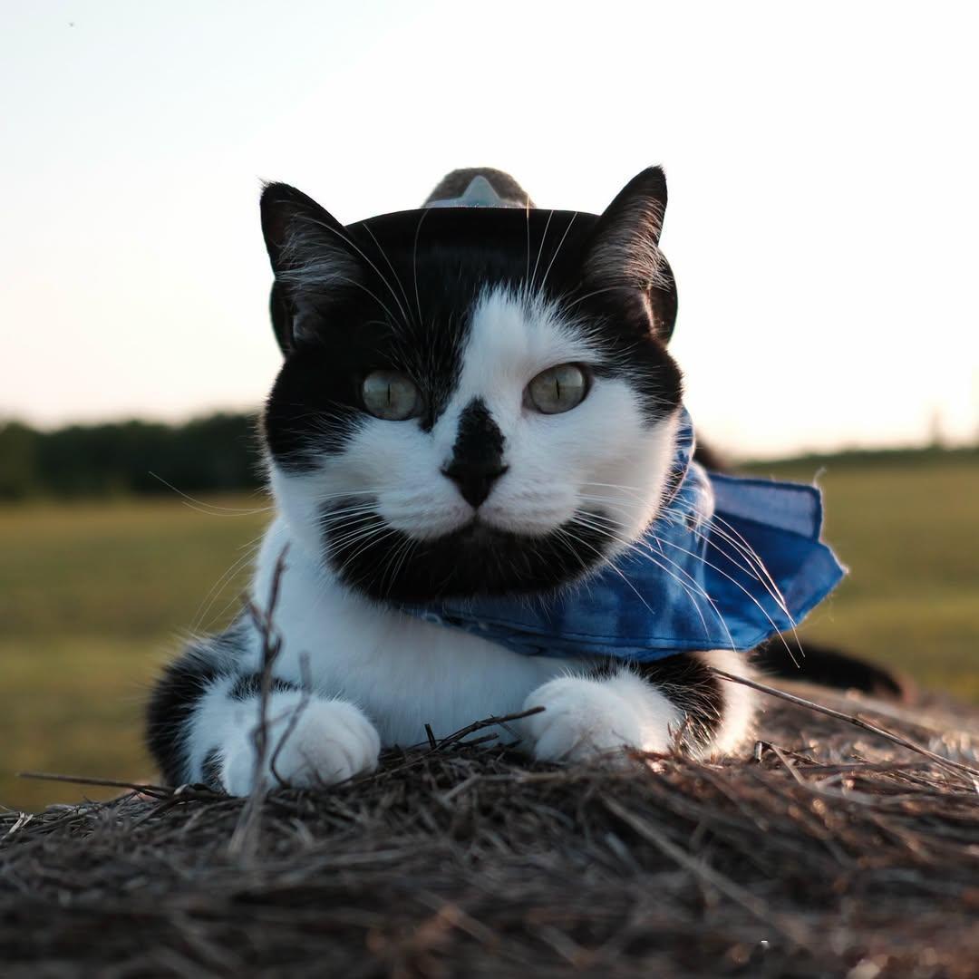 猫宁 