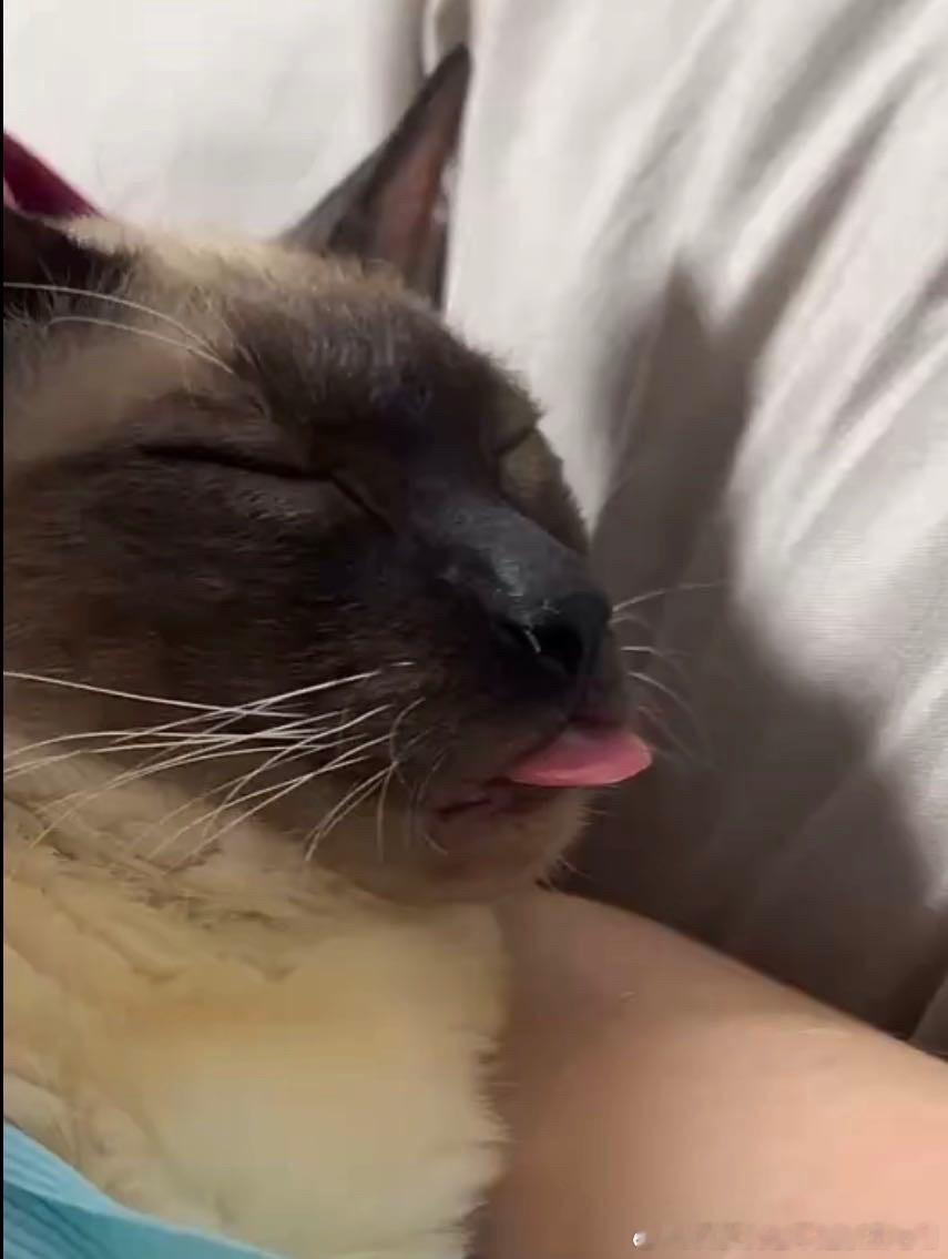 49886【丑猫】朋友家的宝宝。。好标准的舌头 