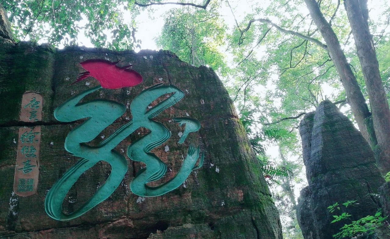 在湘西永顺不二门那苍翠欲滴的山林深处，一块巨大的岩壁之上，一条苍劲的“龙”正盘踞