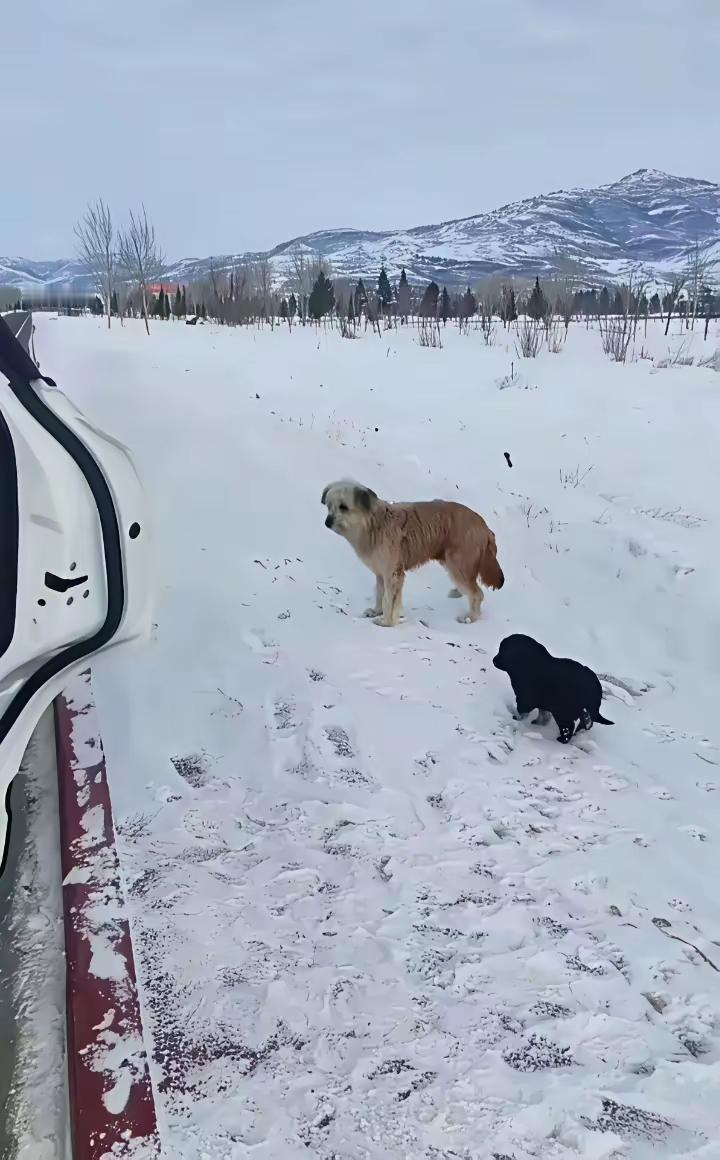 零下三十度的阿勒泰雪原，一只瘦得皮包骨的母狗追着车跑，嘴里叼着一只小狗往轮胎边一