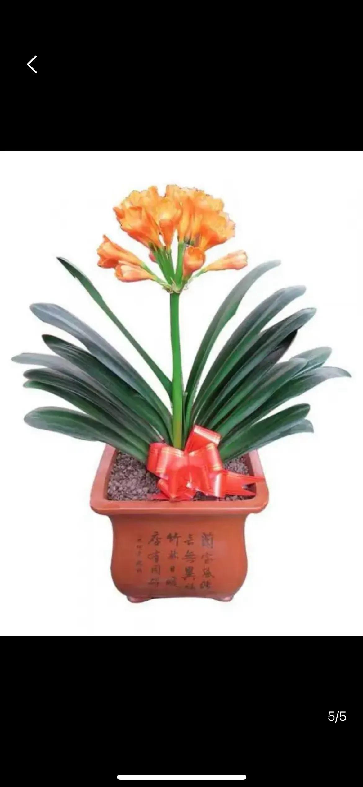 红花配绿叶，
美女陪英雄。
横批：《红花与美女》