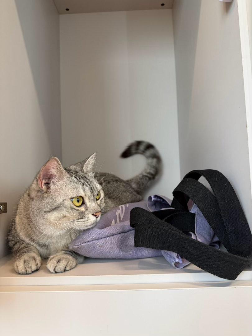 北京碎片 健身房的猫进了我的柜子。 