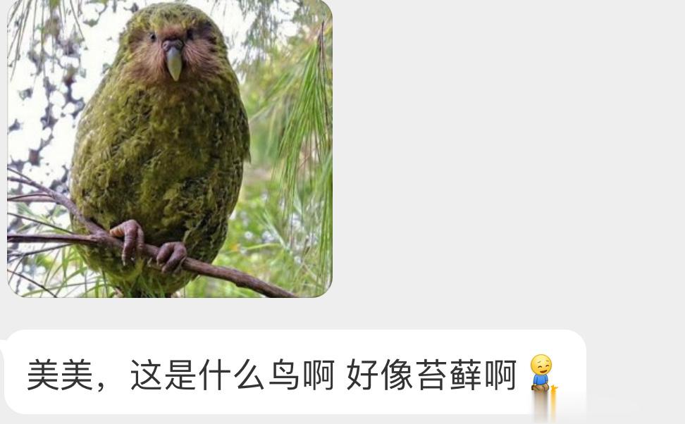 新西兰的特有鸟类【鸮鹦鹉】🦜有翅膀但并不会飞 ​​​