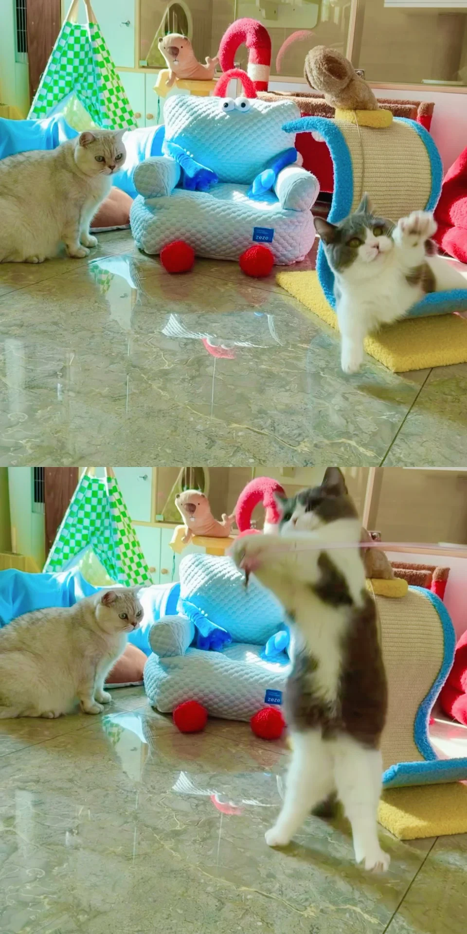 猫咪寄养、500-850🈷️