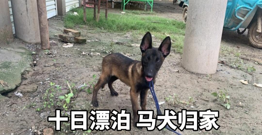 生死奔赴！被洪水冲走10天，马犬一路跋涉瘦成皮包骨艰难归家
 
7月21日，广西