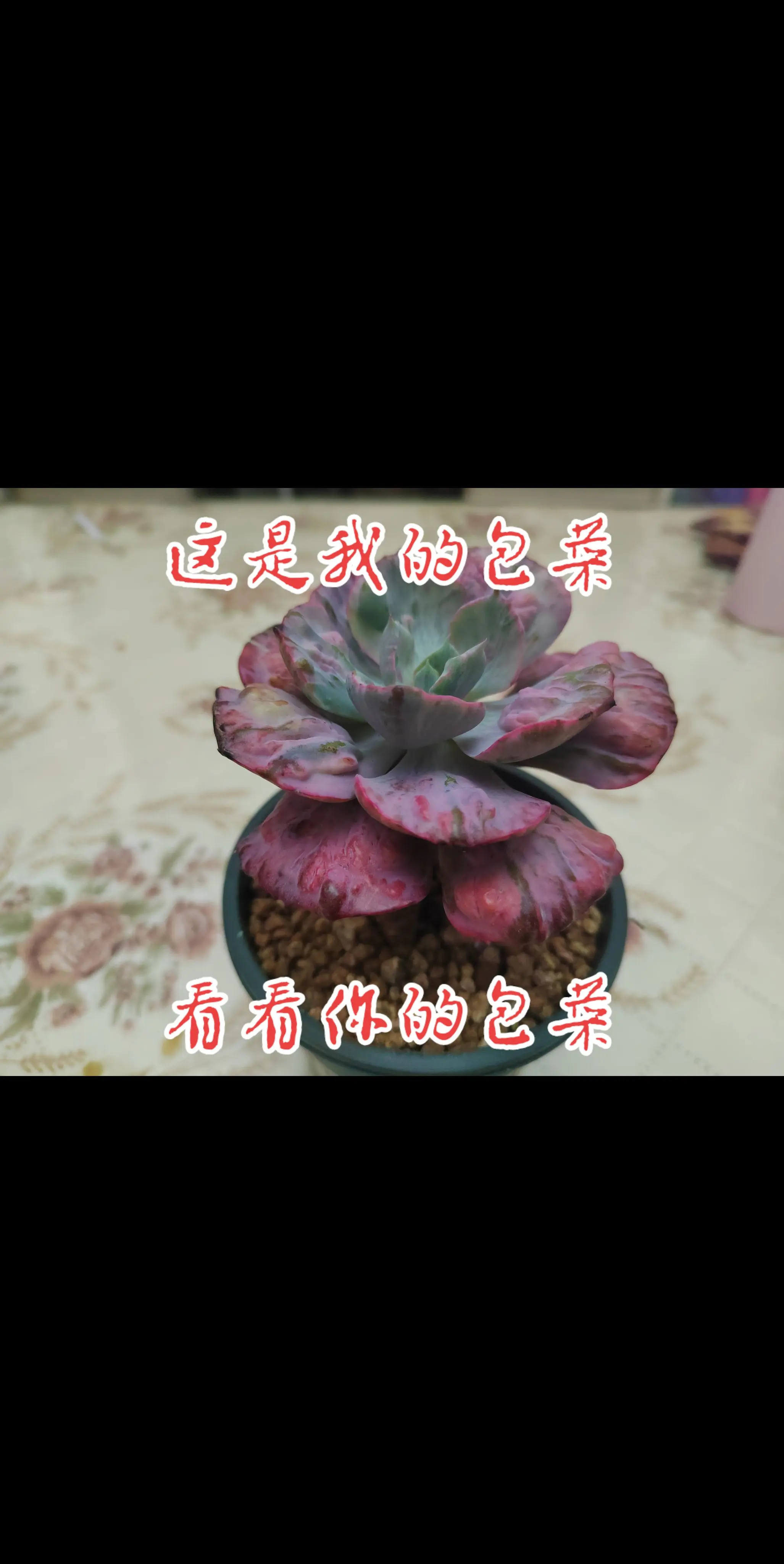 今天也要发喜欢的花花，把平凡日子过成诗。