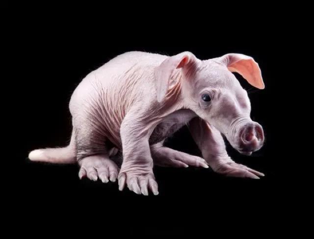 土豚的幼崽长得很奇怪（长大也怪）土豚（学名：Orycteropus afer），