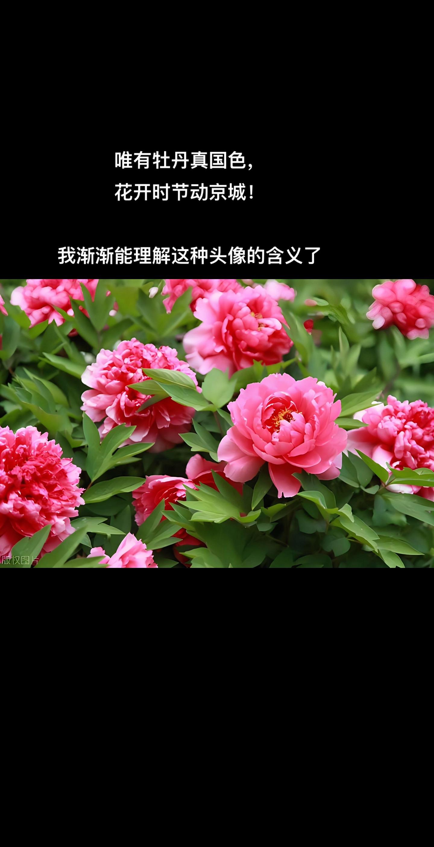 有些事情，到了一定年纪就会理解。赏花正当时