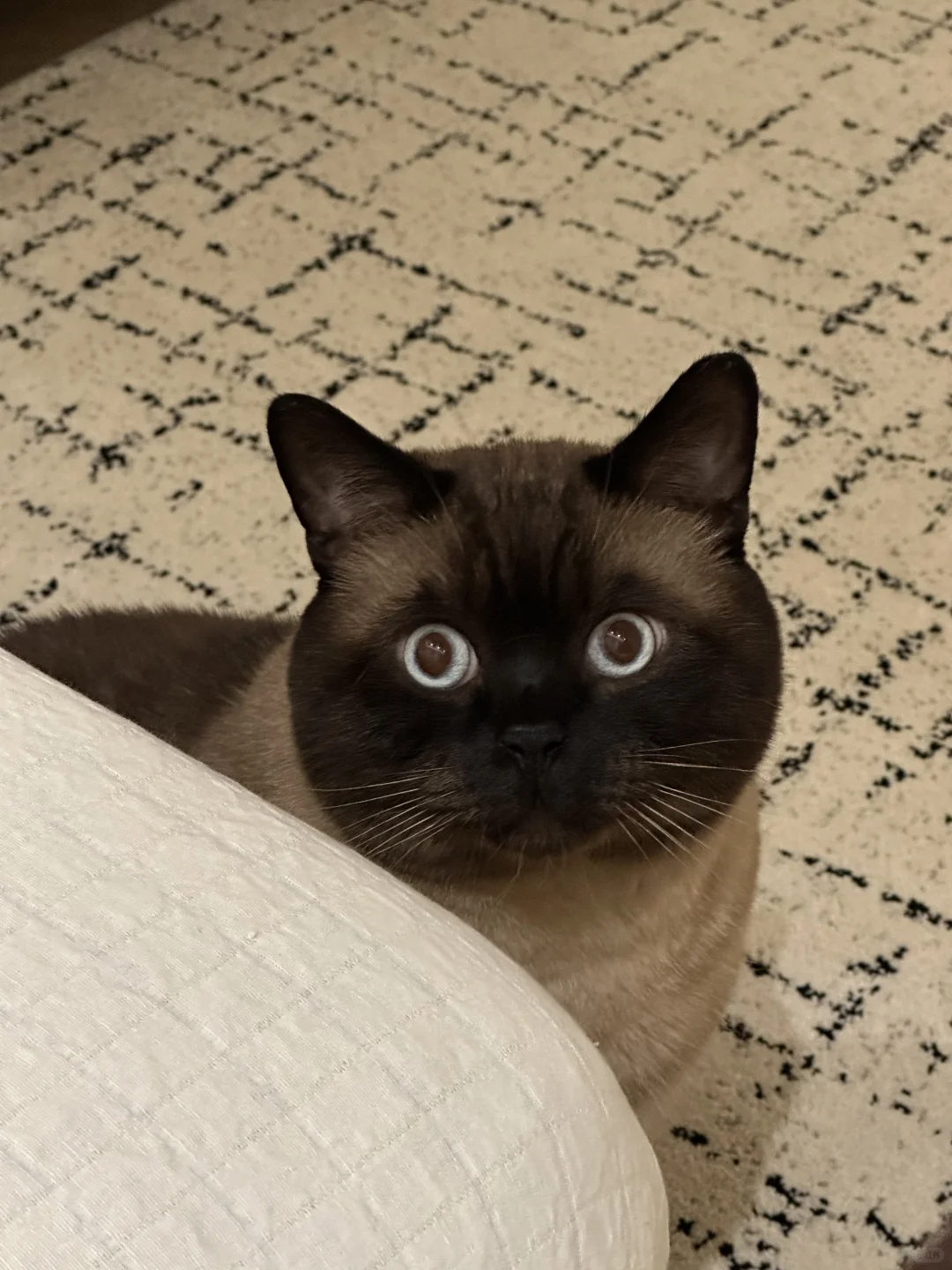 猫是泰国猫，心是中国心❤️
