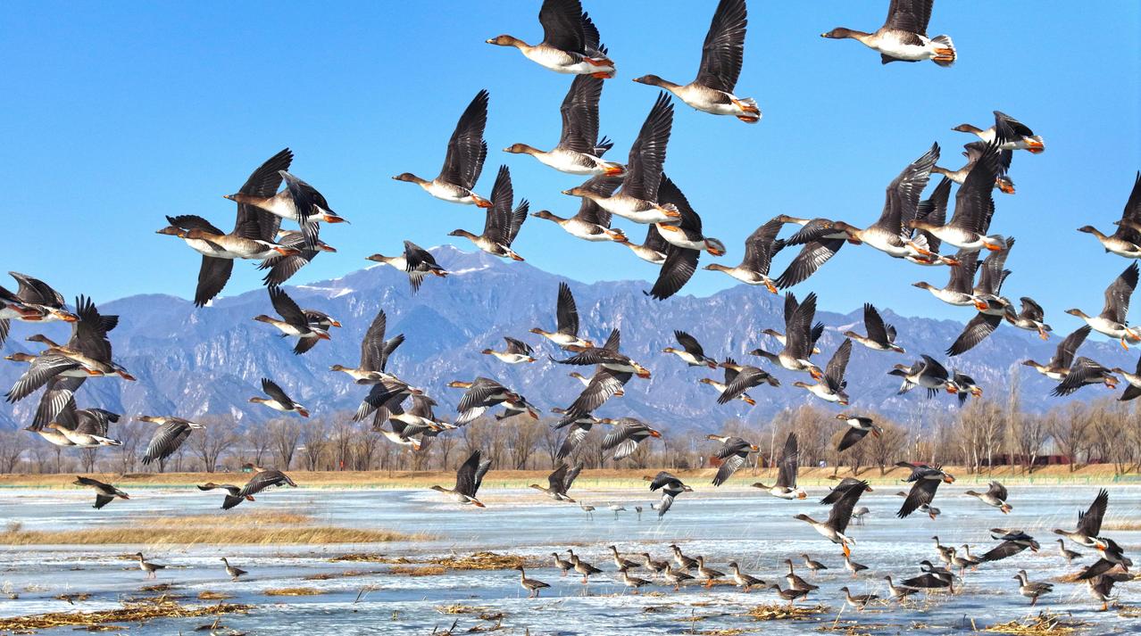 下联：春回大雁归。

（题图来自网络）