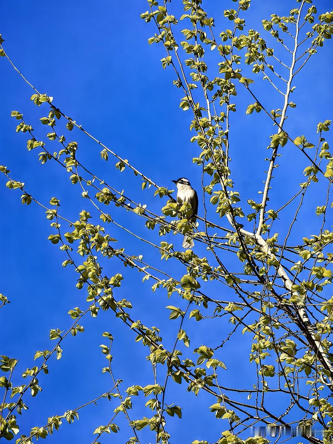 晒图笔记大赛小区里又来了新邻居——蓝天新枝上，白头鹎静静伫立，一身清鸣，撞碎了春